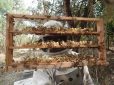 Simpósio – Impacto de pesticidas em abelhas I