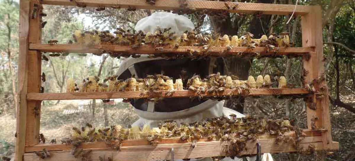 Simpósio – Impacto de pesticidas em abelhas I