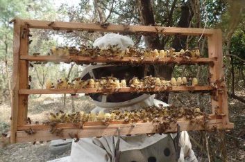Simpósio – Impacto de pesticidas em abelhas I