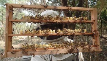 Simpósio – Impacto de pesticidas em abelhas I