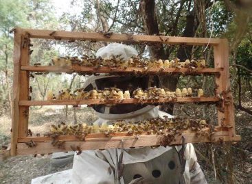 Simpósio – Impacto de pesticidas em abelhas I