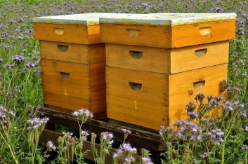 Simpósio – Biologia das abelhas